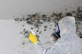 Forensic Mold Investigation in Doylestown, OH